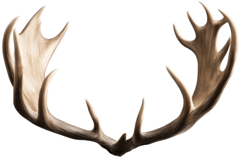Moose